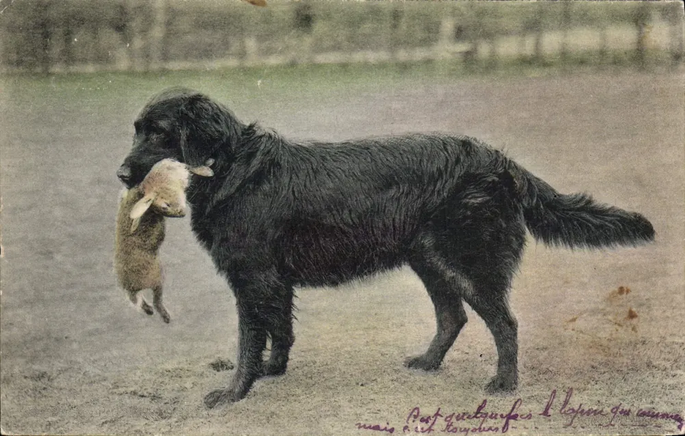 Cão de caça preto segurando um coelho — Poste de Royden — Série 3678 - Frente