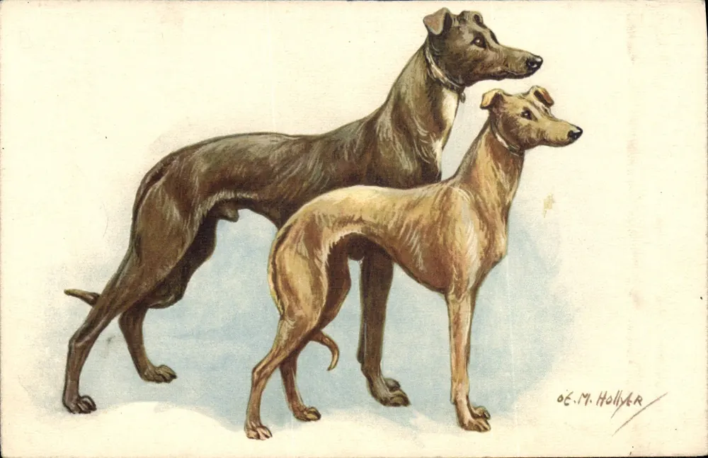 Dois cães de corrida — Greyhound e Whippet — OE.M. Hollver - Frente