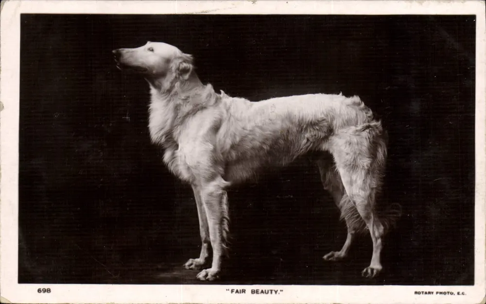 Cão — 'Fair Beauty' — Rotary Photo, E.C. n°698 - Frente