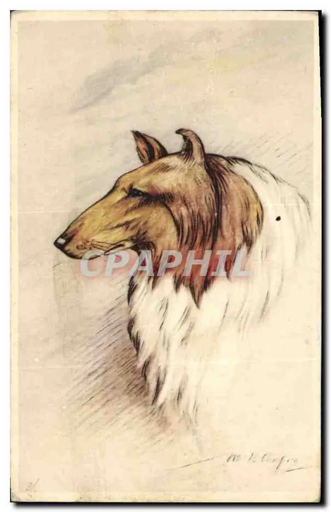 Cabeça de Collie — desenho a tinta e a guache — Me L. Congro - Frente