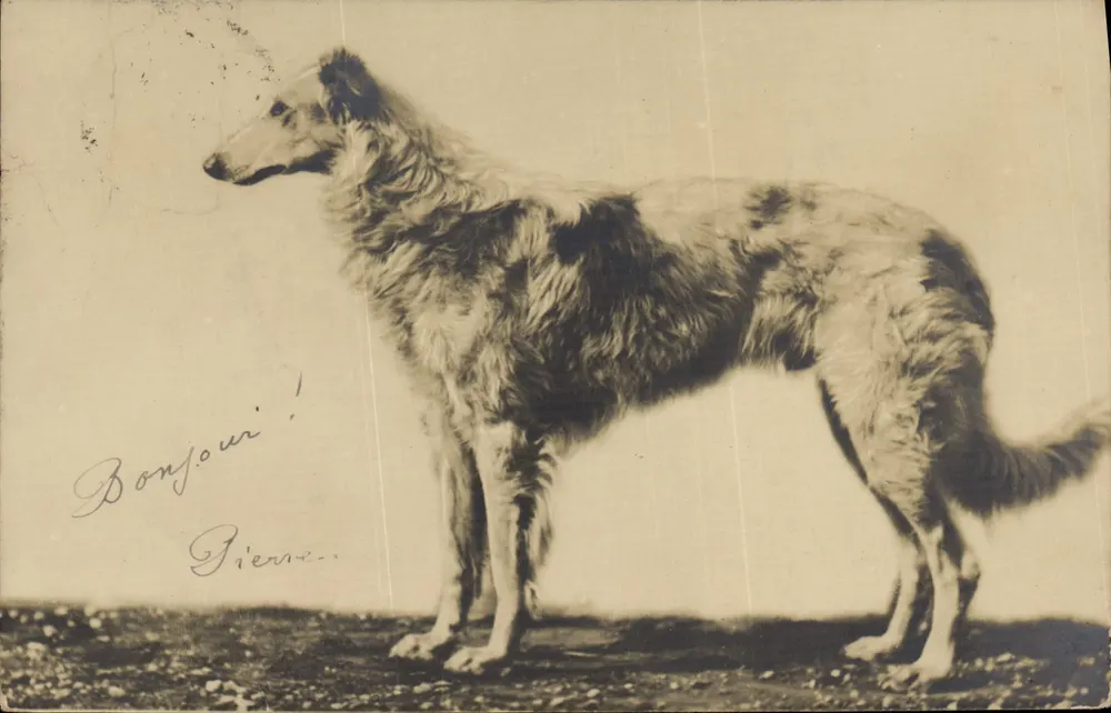 Cão da raça borzoi — Olá Pierre! — editor não visível - Frente