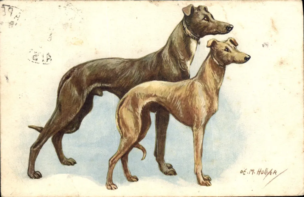Dois Greyhounds — ilustração — O.E.M. Holler - Frente