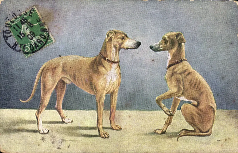 Dois cães — ilustração — série 215, editor desconhecido - Frente