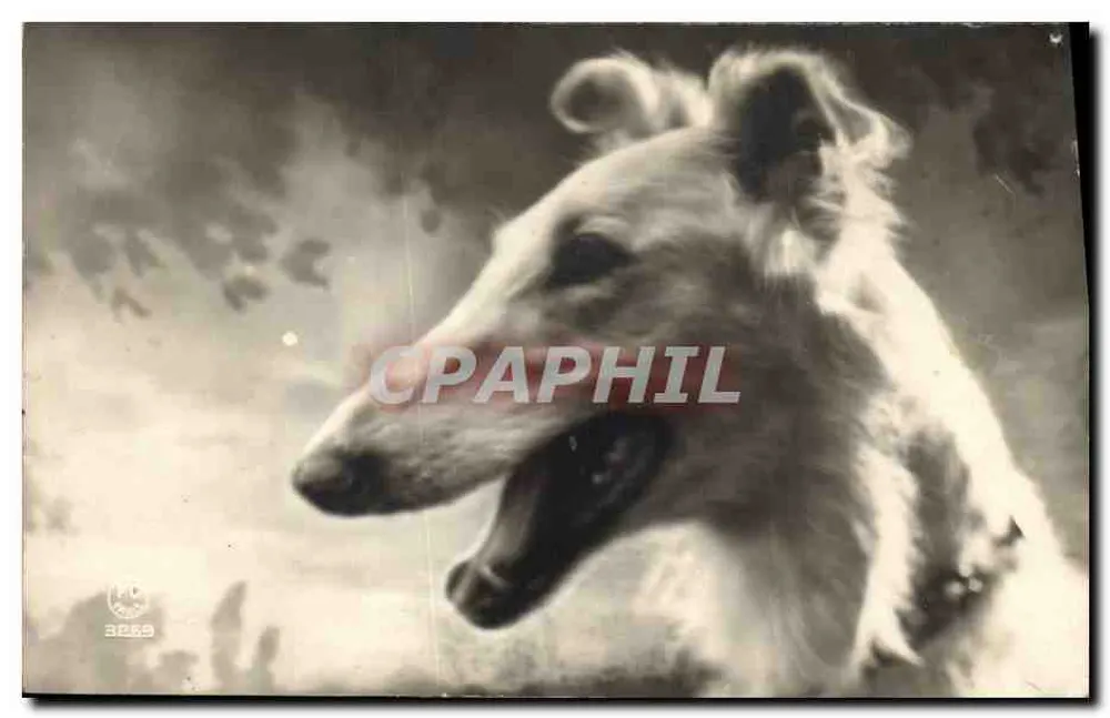 Cão da raça borzoi — retrato em preto e branco — editor P.C. Paris, n° 3253 - Frente