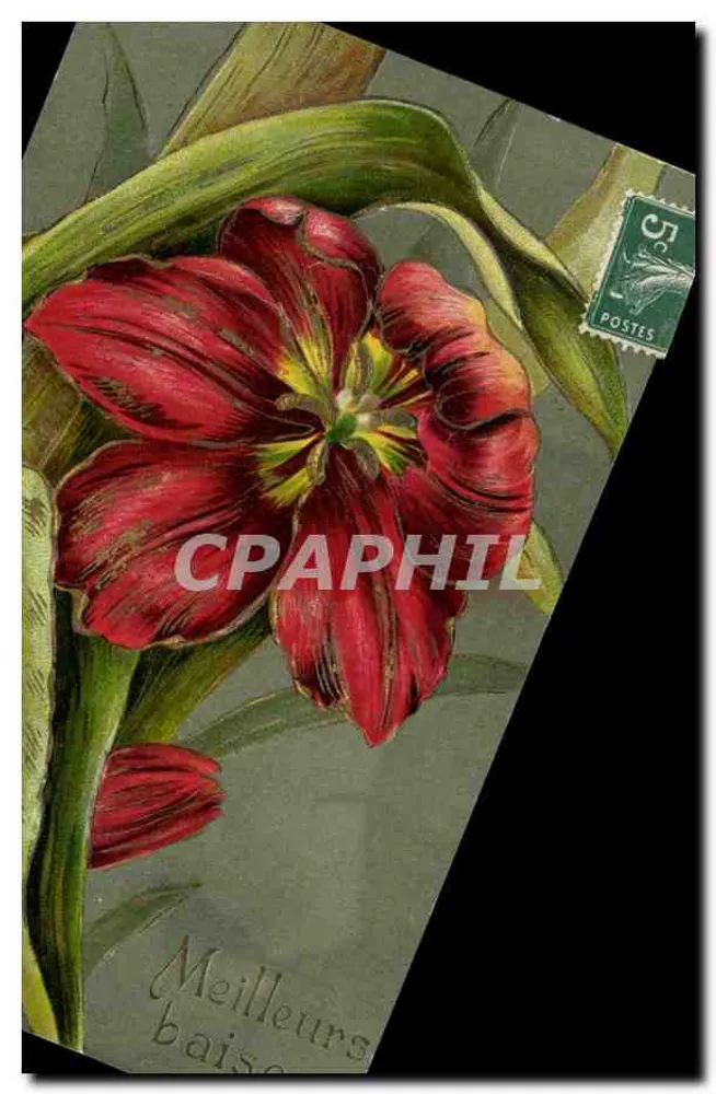 Tulipa vermelha — cartão postal com selo de 5c — editor não visível - Frente