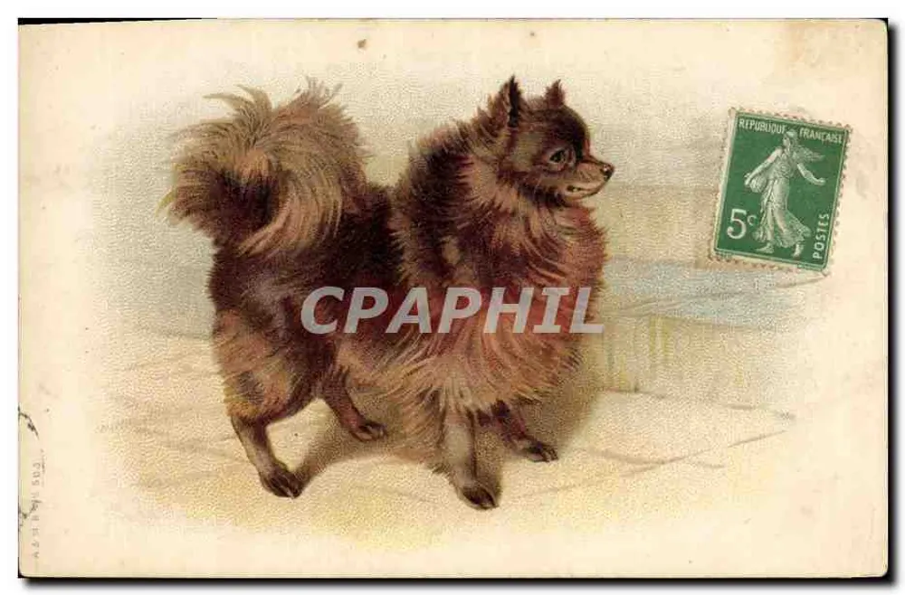 Cão Pomerânia — ilustração — editor não visível - Frente