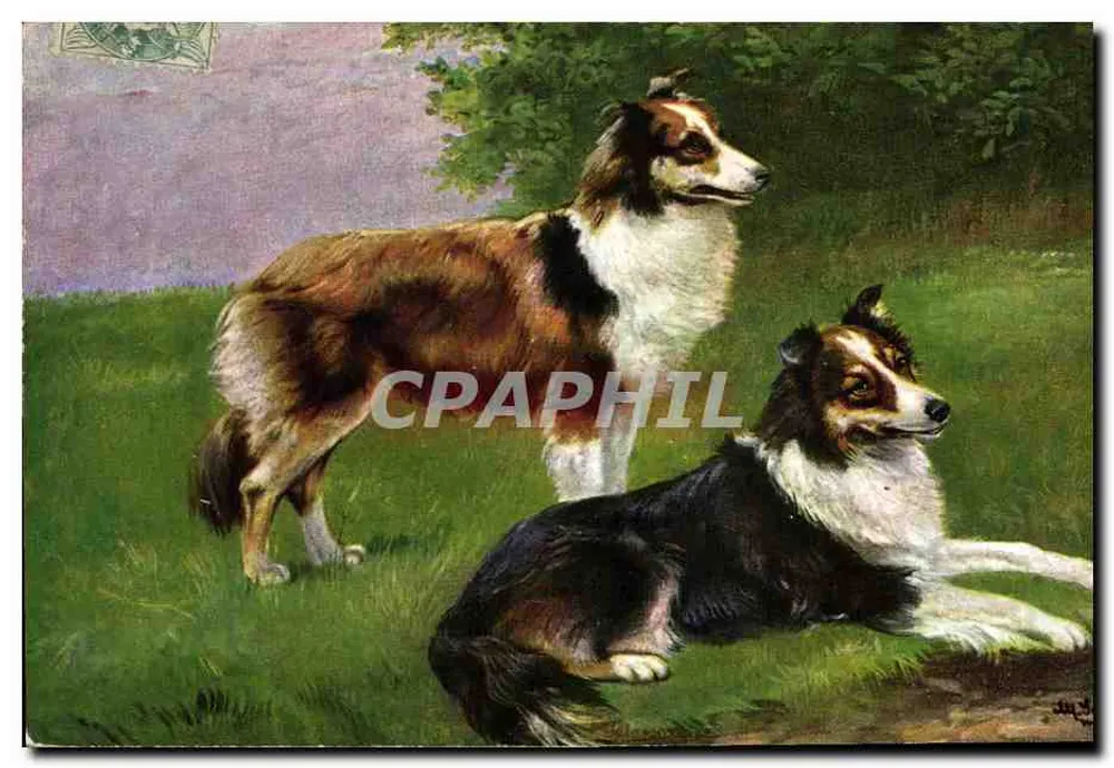 Dois Border Collies — pintura — K.F. Éditeurs, Paris, Série 1329, No. 3 - Frente