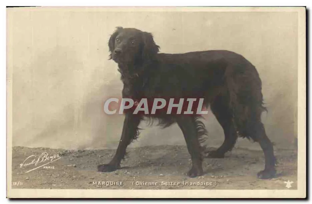 Marquise — Irischer Setter — F. Beyer, Paris, Nr. 18/70 - Vorderseite