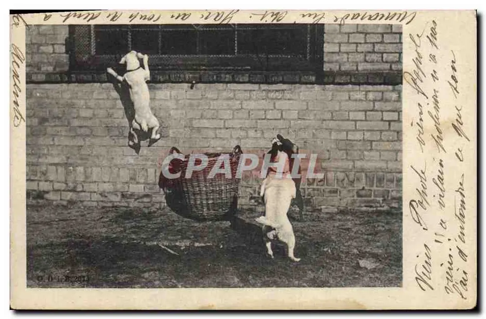 Cães brincando com um cesto — cena animal — editor não identificado - Frente