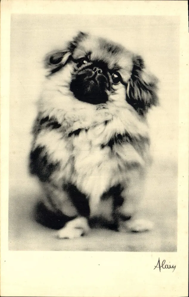 Cachorro Pekingese — Alaisy — editor não identificado - Frente