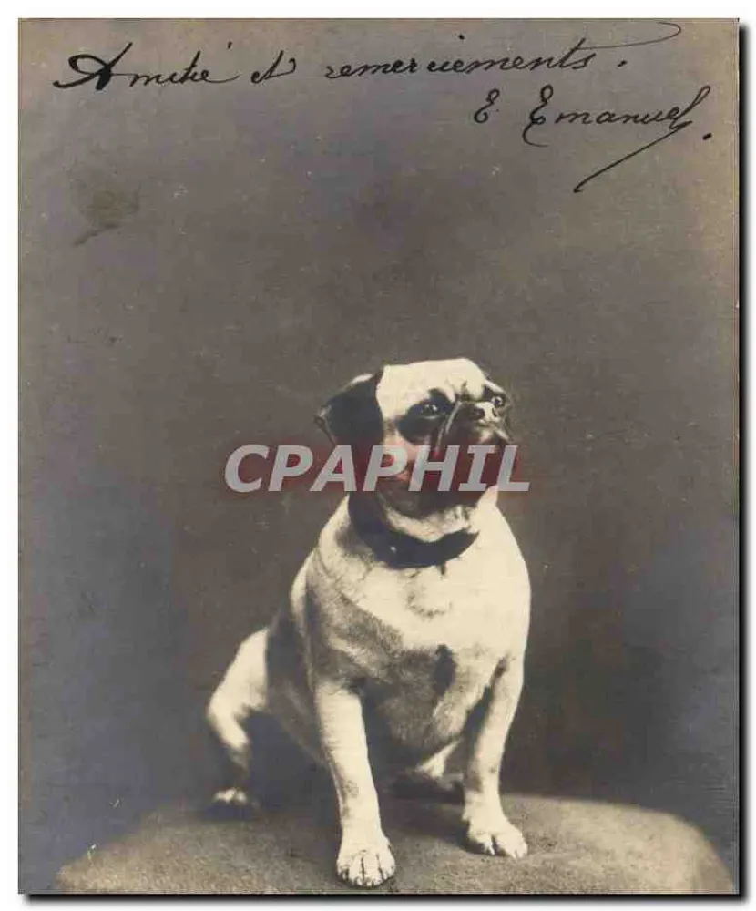 Cachorro pug — retrato — carte postale impressa - Frente