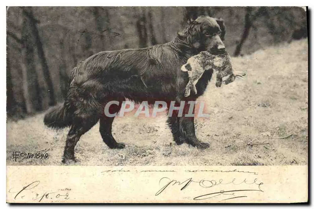 Cão de caça segurando um coelho — editor IFCo N°1649 - Frente