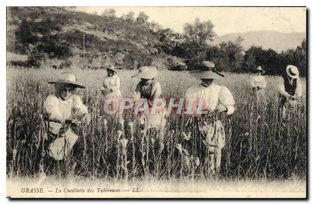 Grasse — A Colheita das Tubérulas — LL. - Frente