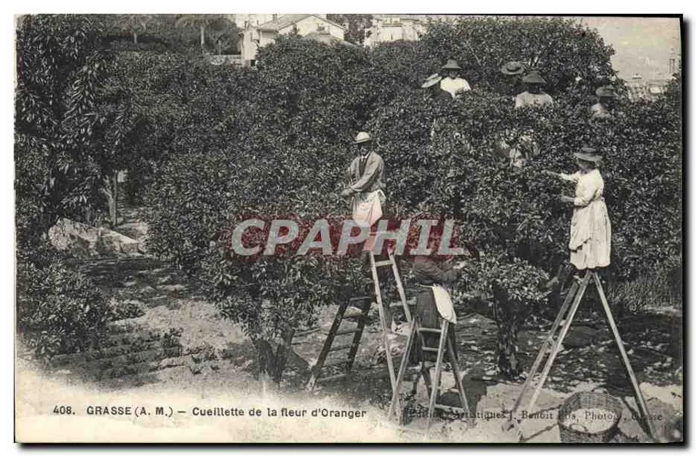 Grasse (A.M.) — Colheita da flor de laranjeira — Edições Artísticas J. Benoit Filho, Grasse - Frente