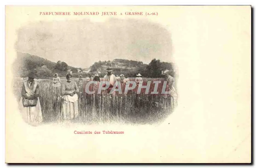 Tuberosen-Pflücken — Parfumerie Molinard Jeune in Grasse (A.-M.) - Vorderseite