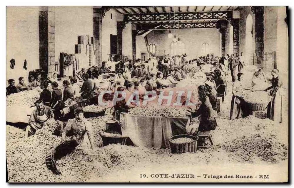Côte-d'Azur — Triage des Roses — RM - Recto