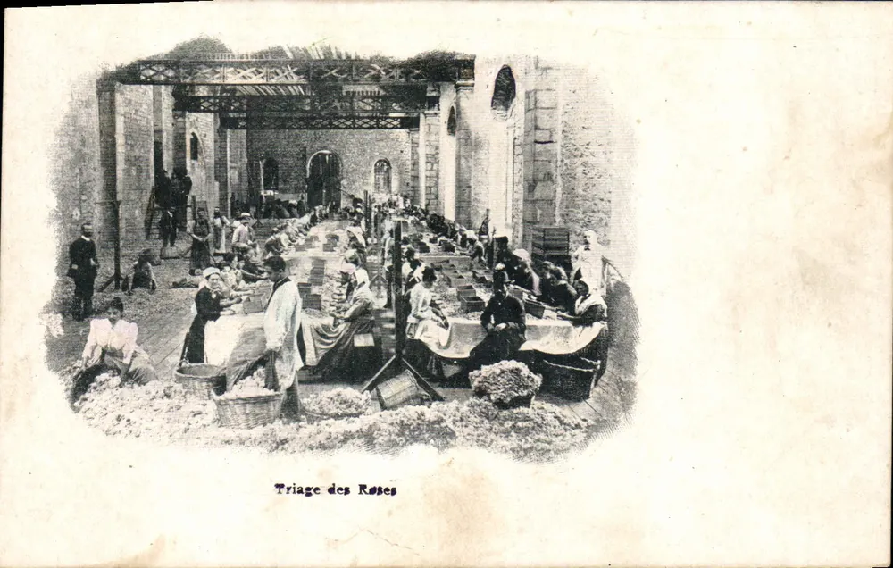 Triagem das Rosas — cena de triagem de rosas em uma grande sala — editor S.A. Roiaudy, Chânes - Frente