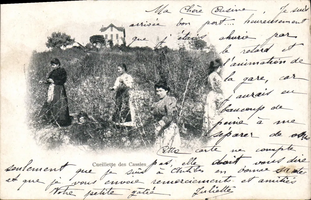 Zbieranie kaszii — S.A. Robaudy, Cannes - Awers