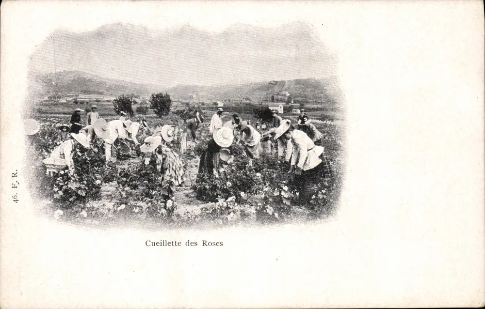 Colheita de rosas — cena de colheita de rosas — E.R. n°46 - Frente