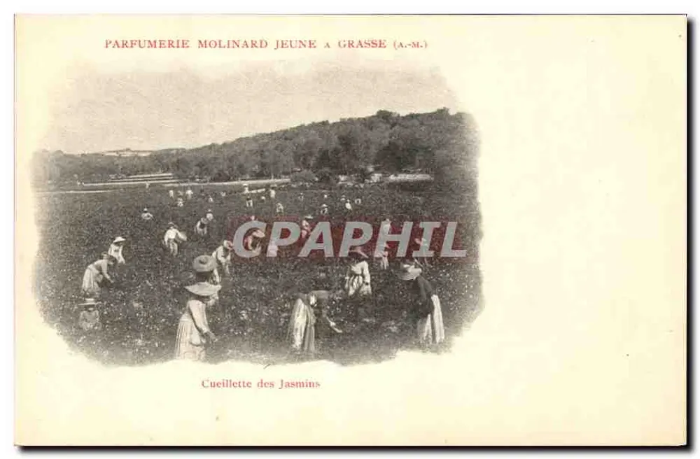 Jasminenpflücken — Parfumerie Molinard Jeune in Grasse (A.-M.) - Vorderseite
