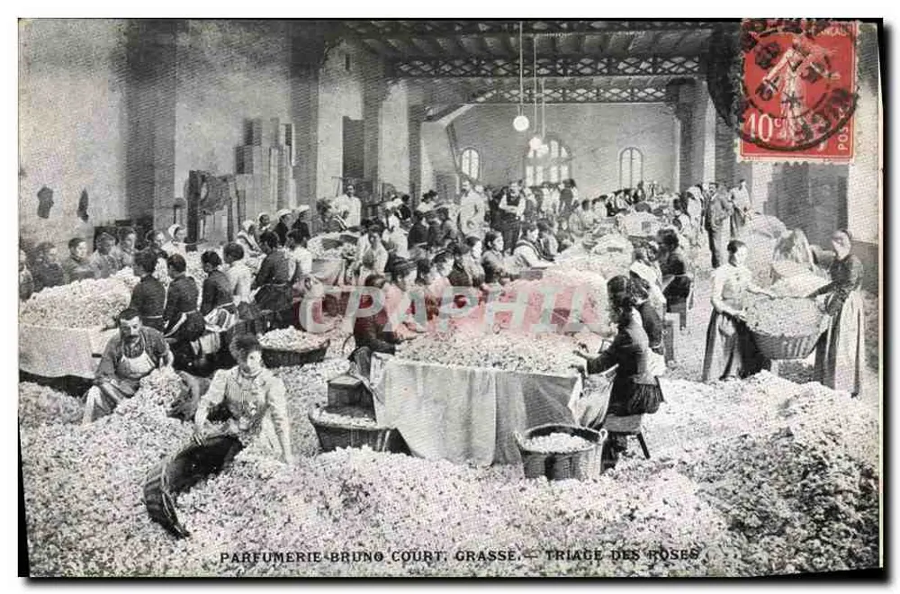 Parfumerie Bruno Court, Grasse — Sortierung der Rosen - Vorderseite