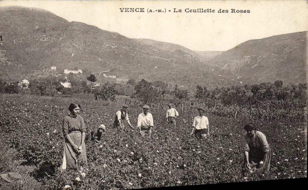 VENCE (a.-m.) - A Colheita das Rosas - Frente