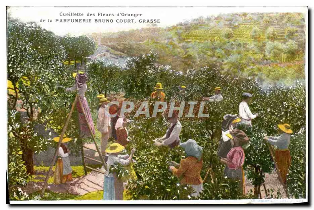 Zitronenblütenpflücken — Parfumerie Bruno Court, Grasse - Vorderseite