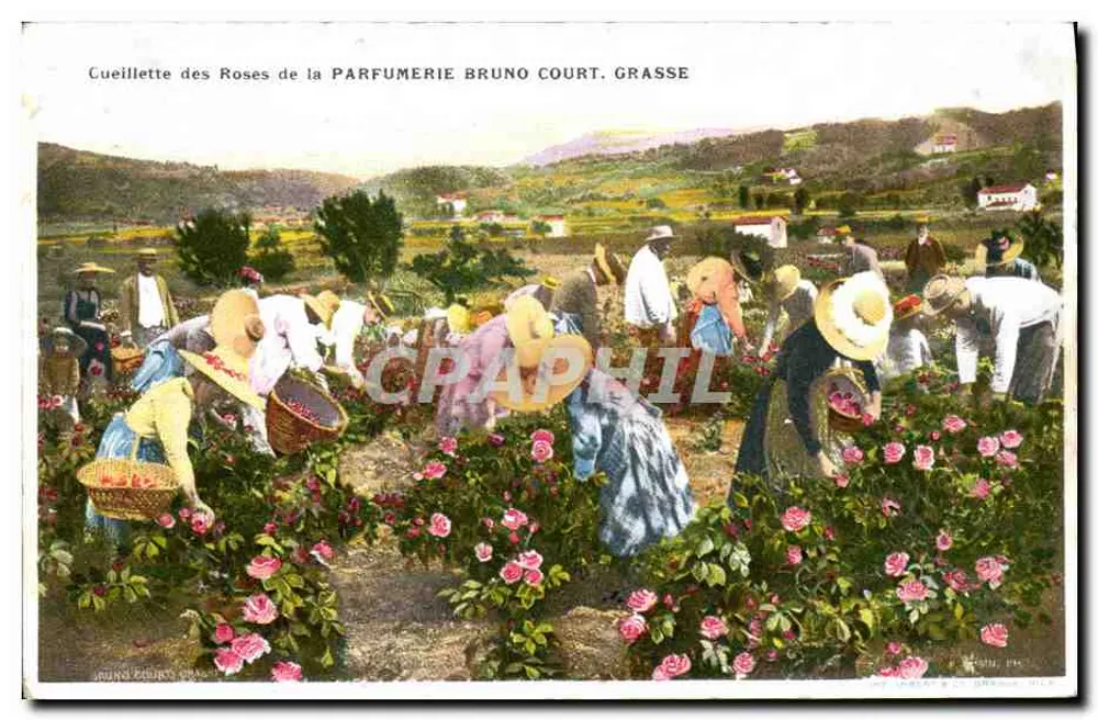 Rose-Pflücken bei der Parfumerie Bruno Court, Grasse — Edition Bruno Court, Grasse - Vorderseite