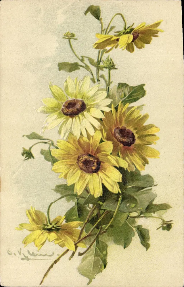 Flores de girassol — ilustração — C. V. Klein, B. & B., Paris - Frente