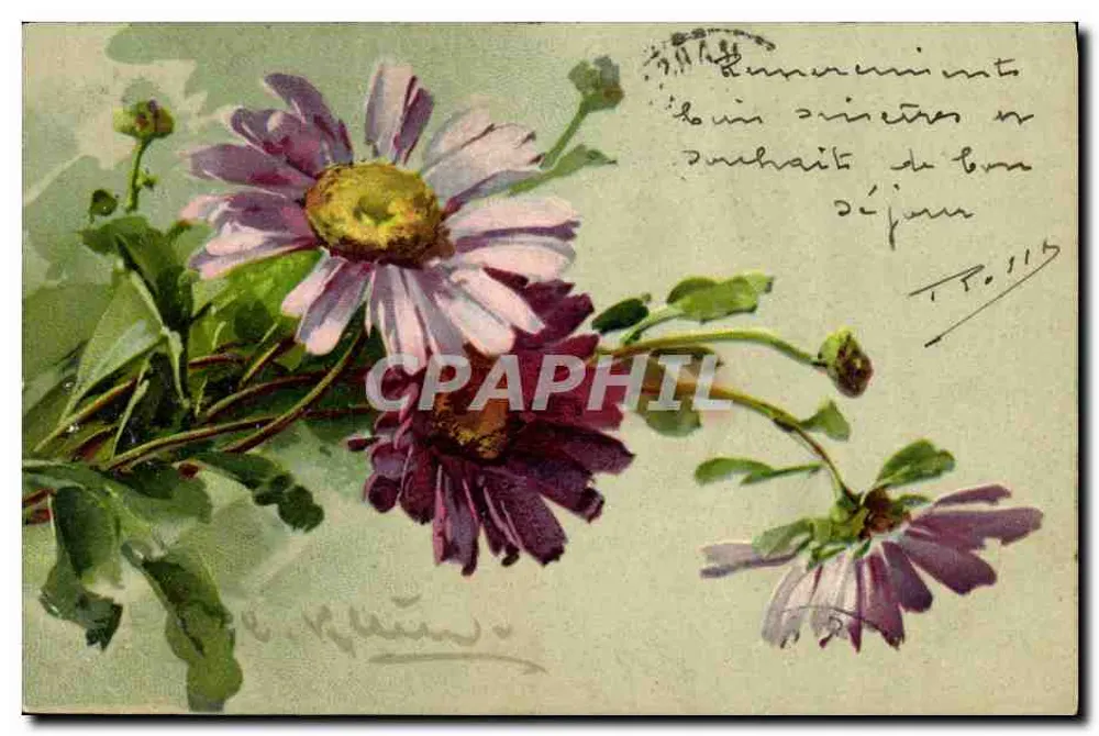 Flores de margaridas — edição ilustrada — editor não identificado, n° de série 2107 - Frente