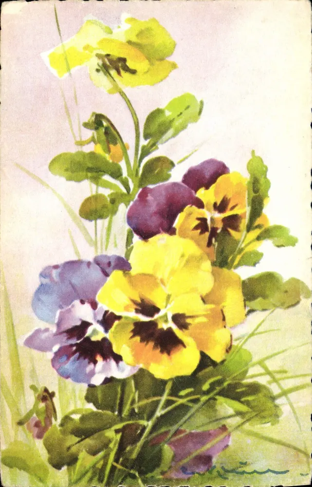 Flores de pensamento — ilustração aquarelada — editor SPF, n° 1217 - Frente
