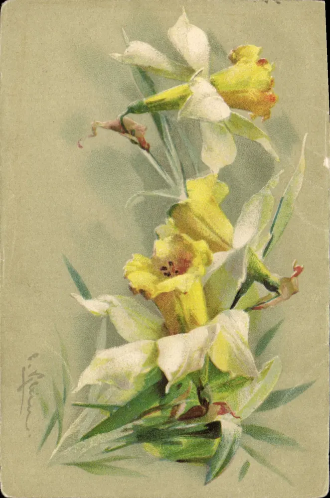 Flores de narcisos — ilustración — editor no identificado, número de serie no visible - Anverso