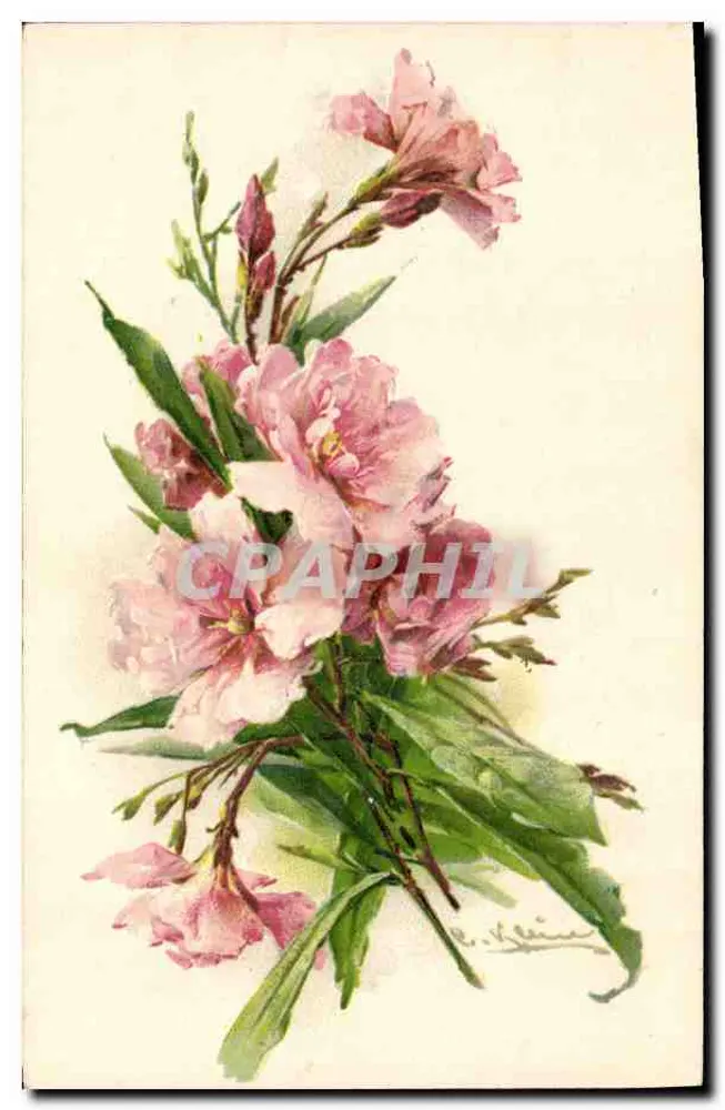 Arranjo de flores rosas — desenho a aquarela — E. Leiné - Frente