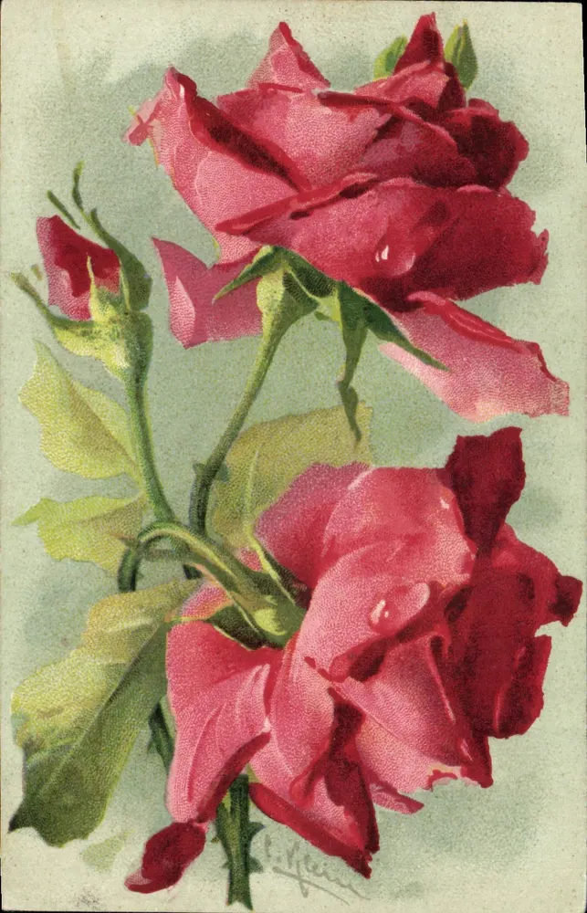 Rosas vermelhas — ilustração — C. Klein - Frente