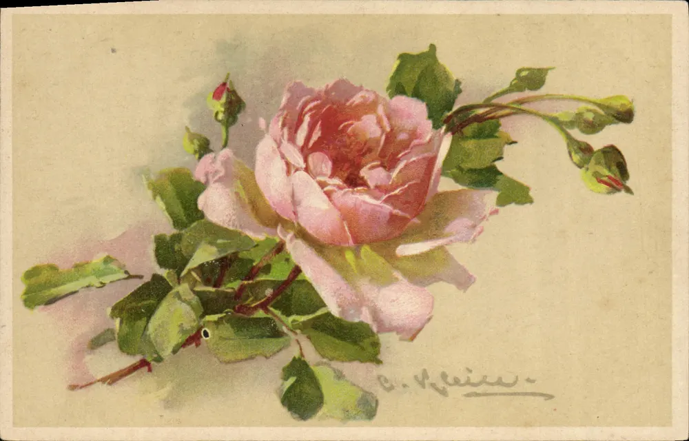 Rosas — desenho aquarelado — C. Kleiner - Frente