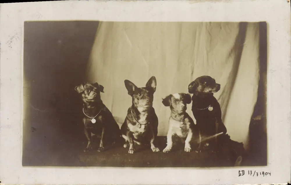 Quatro cães — estúdio — Sociedade Lumiére, Lyon - Frente