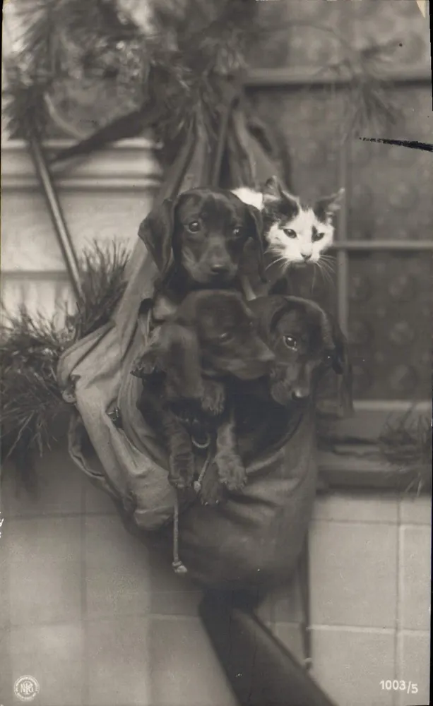 Welpen und Katze in einer Tasche — Serie 1003/5 — Verlag NRC - Vorderseite