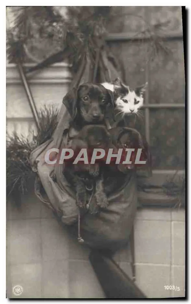 Katzen und Welpen in einer Tasche — Seriennummer 1003/5 - Vorderseite