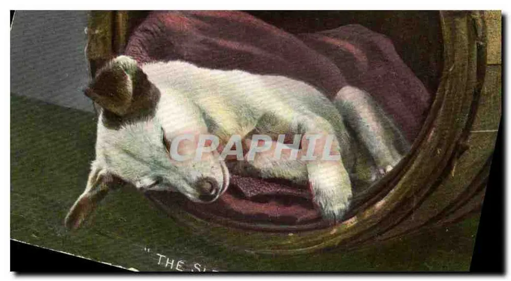 Slaapende hond — "THE SLEEP" — Tuck's Post Karte, serie V - Voorkant