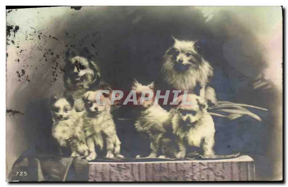 Cães e filhotes — estúdio fotográfico — n° 725 - Frente