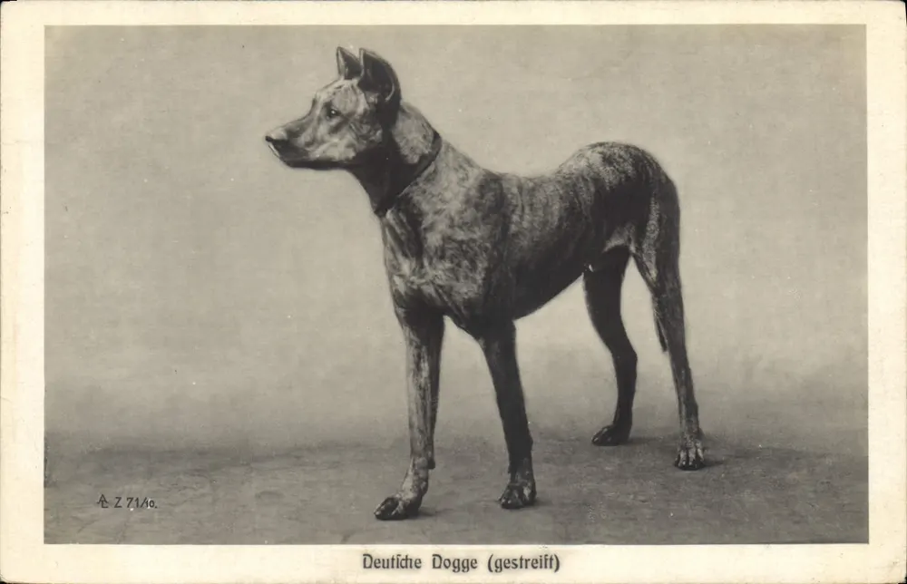 Deutsche Dogge (gestreift) — retrato de um cão com pelagem manchada — editor A.Z. 7140 - Frente