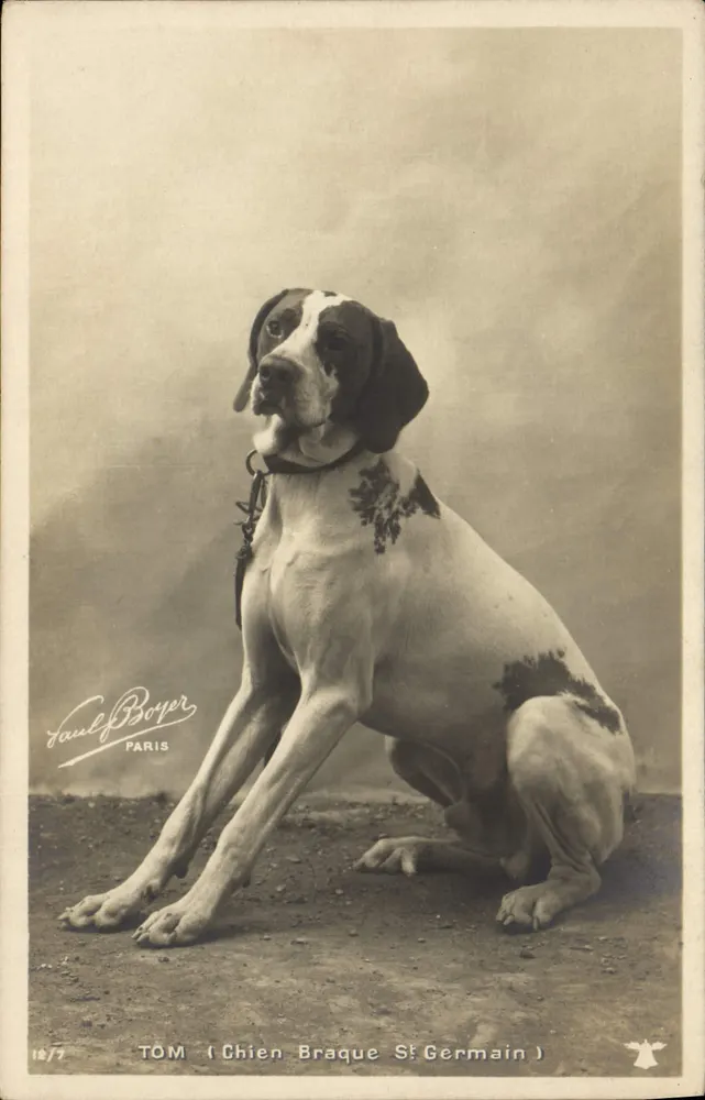 Tom (Cão Braque Saint Germain) — Fotografia de cão braque — Paul Boyer, Paris, n°12/7 - Frente