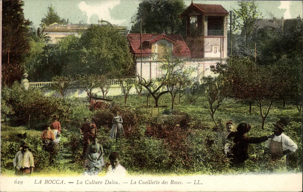 La Bocca — La Culture Dalou — Die Roseenernte — LL. — N° 629 - Vorderseite