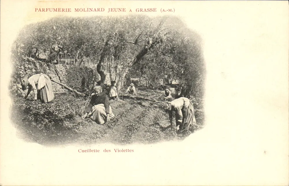 Violettensammlung — Parfumerie Molinard Jeune in Grasse (A.-M.) - Vorderseite