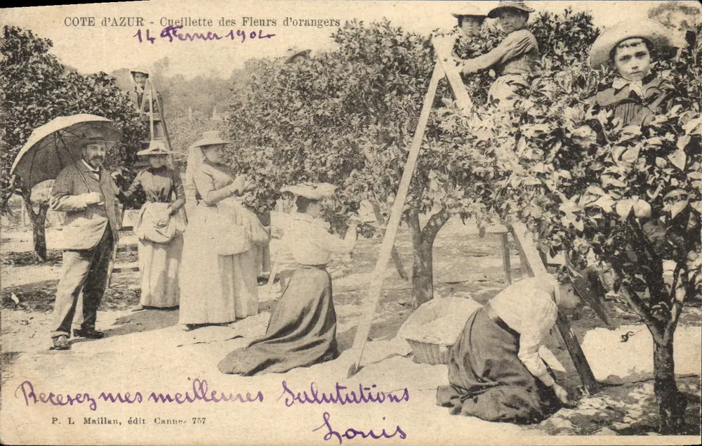 Côte d'Azur - Colheita de Flores de Laranjeira — P. L. Maillan, editor Cannes - 757 - Frente