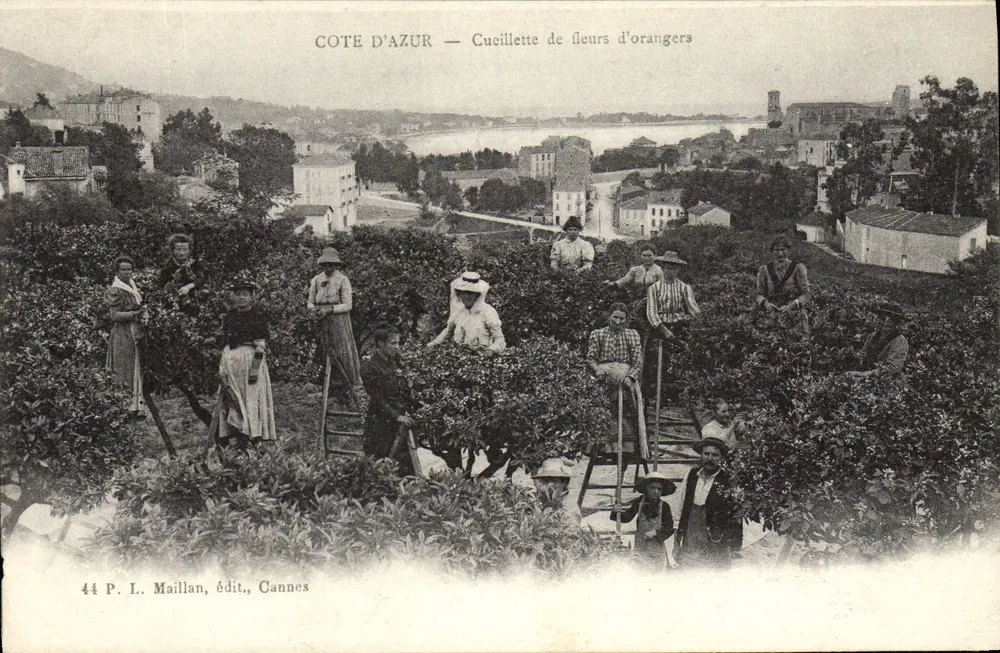 Côte d'Azur — Colheita de flores de laranjeira — P. L. Maillan, edit., Cannes - Frente