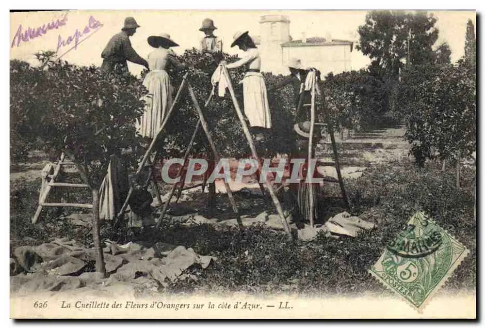 La Cueillette des Fleurs d'Orangers sur la côte d'Azur — LL. — n° 626 - Vorderseite