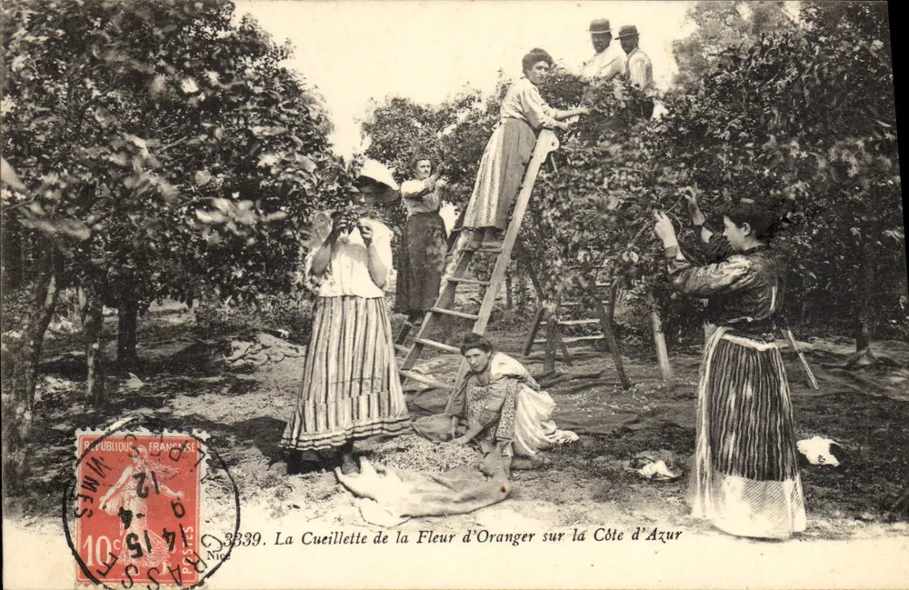 La Cueillette de la Fleur d'Oranger sur la Côte d'Azur — 3339 — Éditeur : Nîmes - Recto