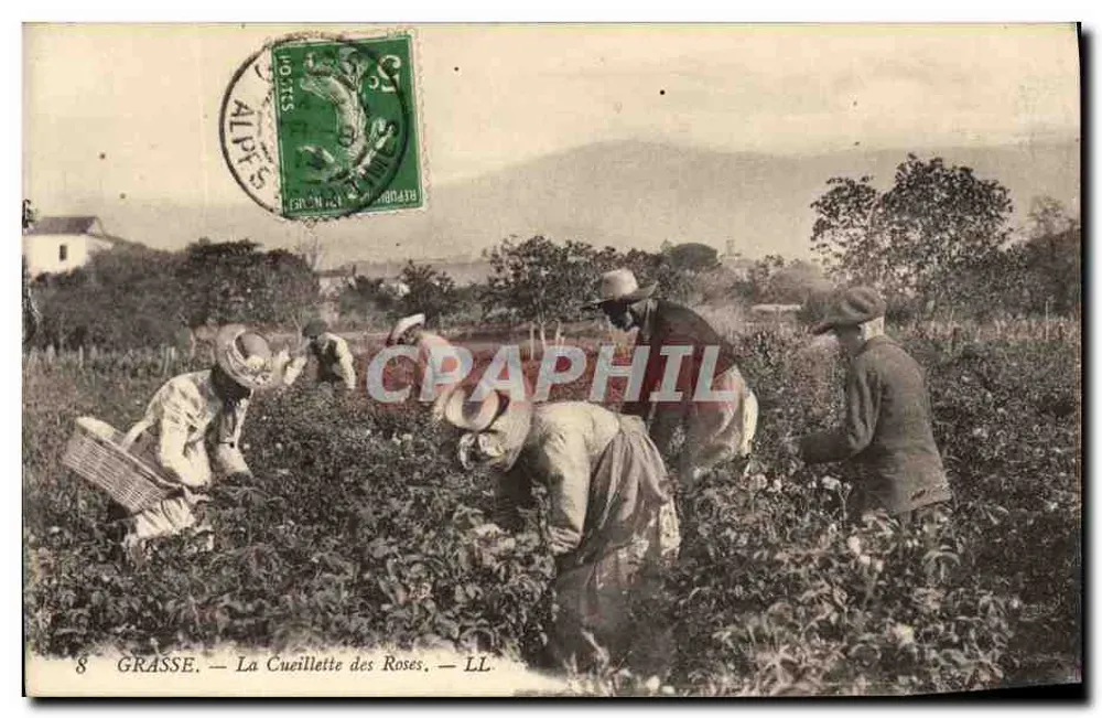 Grasse — Zbieranie róż — LL - Awers