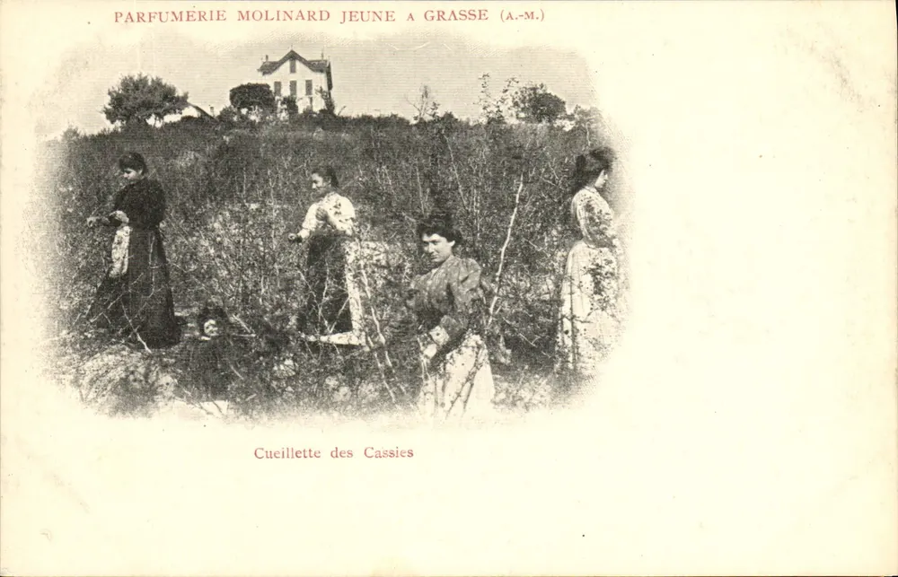 Ernte der Cassien — Parfumerie Molinard Jeune in Grasse (A.M.) - Vorderseite
